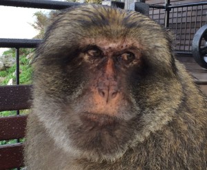 This barbary ape doesn't approve of poor quality software.